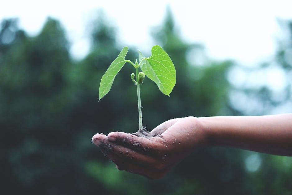 Picture of a hand holding a green plant to represent the positive environmental impacts of sustainable investing.